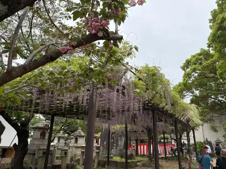 葛井寺の{uncategorized: "未分類", other: "その他", undefined: "問題あり", building: "その他建物", grave: "お墓", sacred_gate: "鳥居", guardian: "狛犬", statue: "像", buddha: "仏像", history: "歴史", nature: "自然", garden: "庭園", animal: "動物", pagoda: "塔", temizu: "手水舎", mountain_gate: "山門・神門", sanctuary: "本殿・本堂", subordinate: "末社・摂社", art: "芸術", scenery: "景色", jizo: "地蔵", ema: "絵馬", goshuin: "御朱印", omikuji: "おみくじ", items: "授与品その他", amulet: "お守り", goshuincho: "御朱印帳", eats: "食事", festival: "お祭り", votive_dance: "神楽", shichigosan: "七五三参", wedding: "結婚式", experience: "体験その他", initially: "初詣", around: "周辺", anti_infection: "感染症対策"}