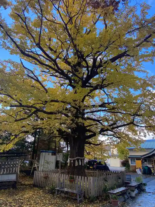 川内八幡宮の自然