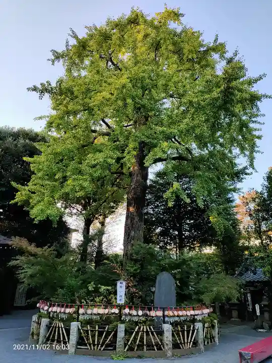 七社神社の自然