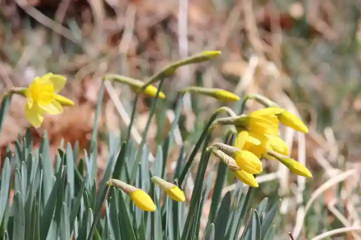 国宝 大法寺の自然
