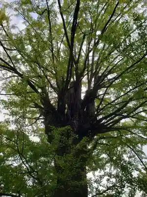 赤坂氷川神社(東京都)