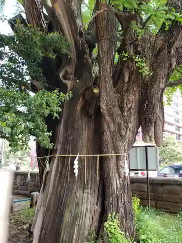 磐井神社の自然