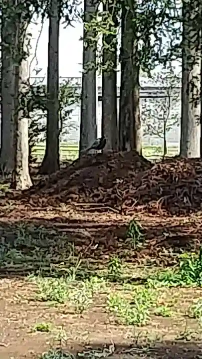 鹿嶋三嶋神社(茨城県)