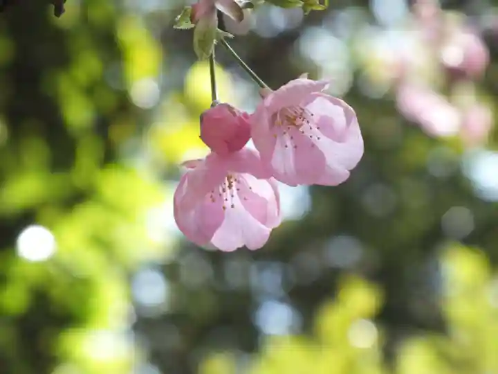 近江神宮の自然