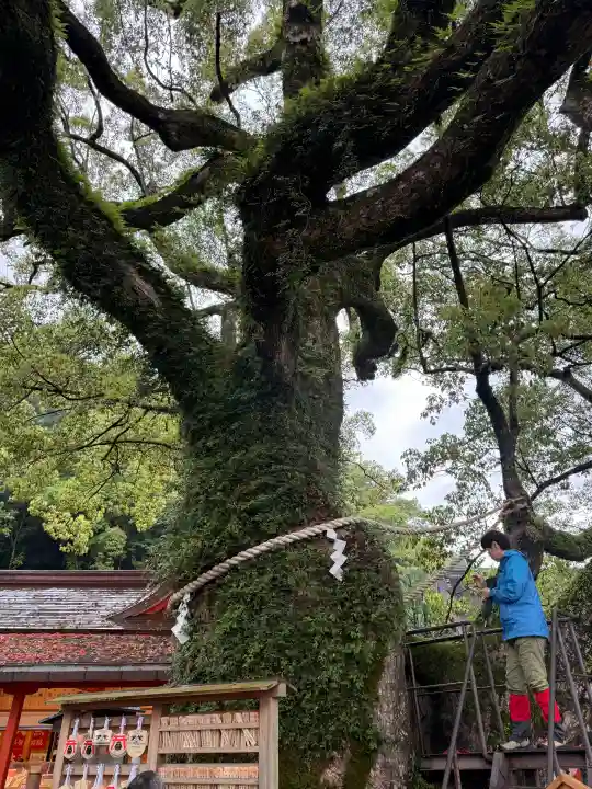 熊野那智大社の{uncategorized: "未分類", other: "その他", undefined: "問題あり", building: "その他建物", grave: "お墓", sacred_gate: "鳥居", guardian: "狛犬", statue: "像", buddha: "仏像", history: "歴史", nature: "自然", garden: "庭園", animal: "動物", pagoda: "塔", temizu: "手水舎", mountain_gate: "山門・神門", sanctuary: "本殿・本堂", subordinate: "末社・摂社", art: "芸術", scenery: "景色", jizo: "地蔵", ema: "絵馬", goshuin: "御朱印", omikuji: "おみくじ", items: "授与品その他", amulet: "お守り", goshuincho: "御朱印帳", eats: "食事", festival: "お祭り", votive_dance: "神楽", shichigosan: "七五三参", wedding: "結婚式", experience: "体験その他", initially: "初詣", around: "周辺", anti_infection: "感染症対策"}