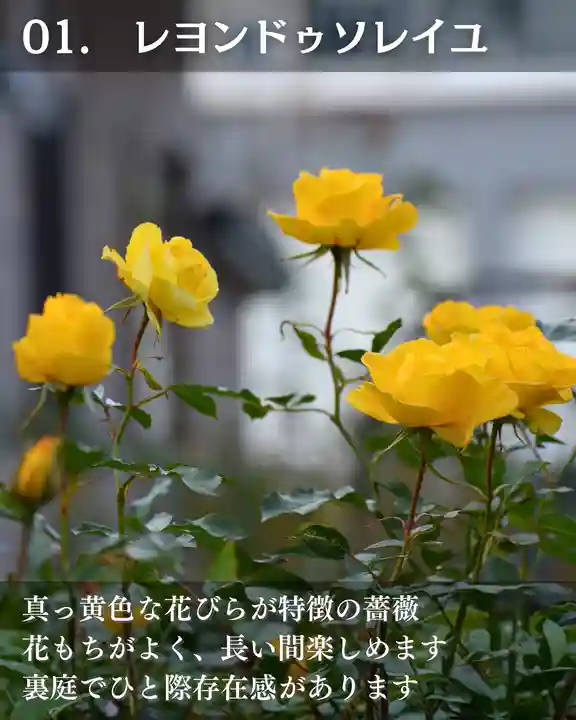 宝光寺(北海道)