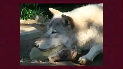 北海道神宮(北海道)