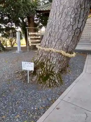大井神社の自然
