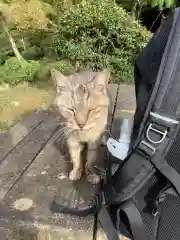 玉野御嶽神社の動物