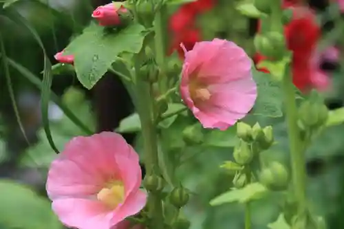 豊景神社の庭園