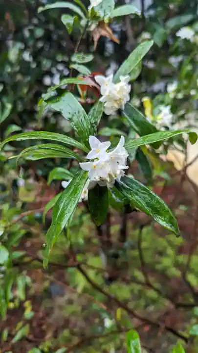 十輪寺(京都府)