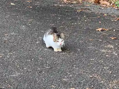 神社(名称不明)の動物