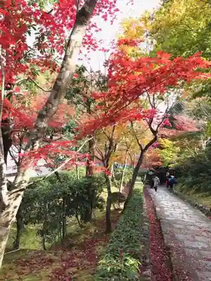 化野念仏寺の自然