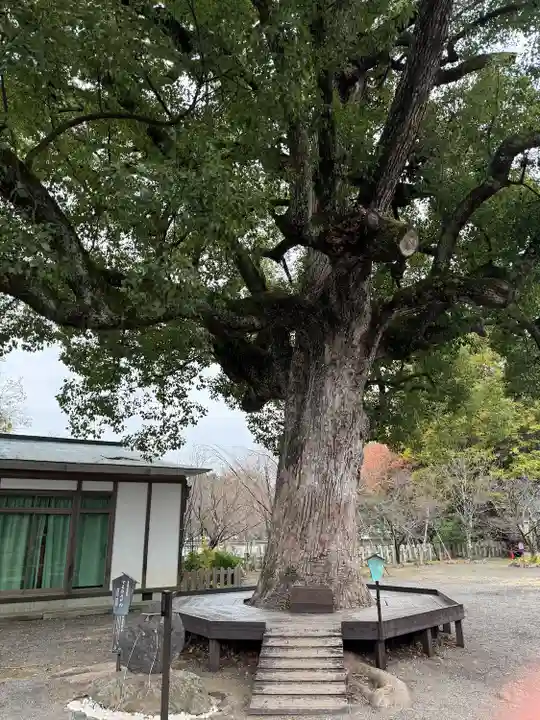 平野神社の自然