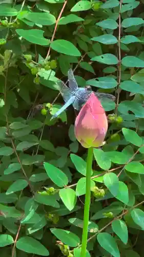 長谷寺(神奈川県)