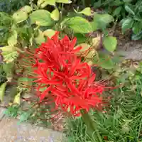 豊景神社の自然