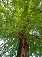 賀羅加波神社の自然