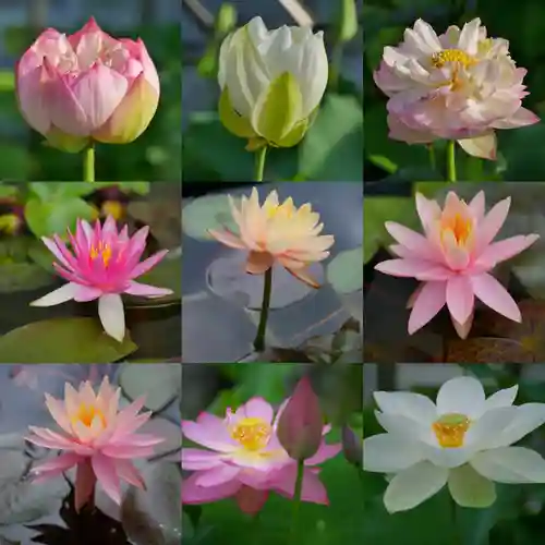 極楽山　浄土寺(北海道)