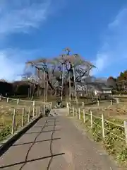 瀧桜神明宮(福島県)