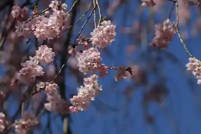 熊野神社の自然