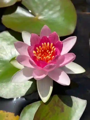 太融寺(大阪府)