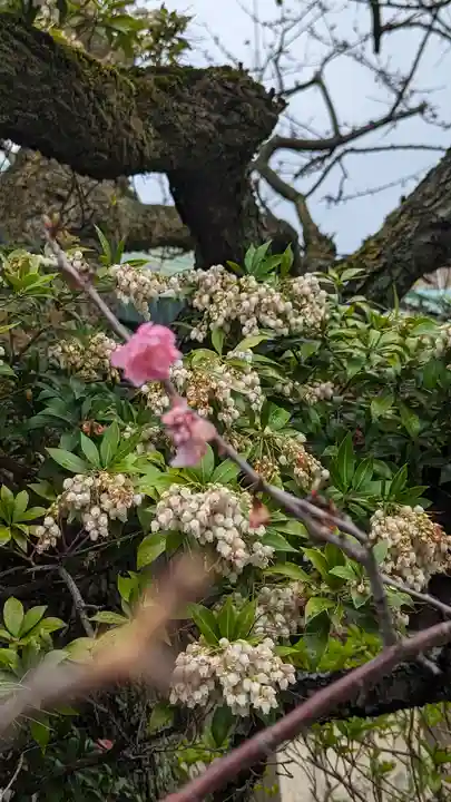 菅大臣神社(京都府)