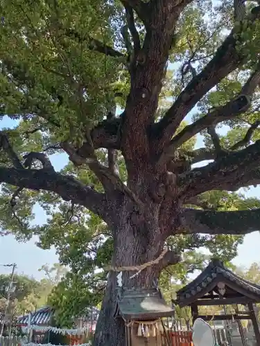 百舌鳥八幡宮(大阪府)