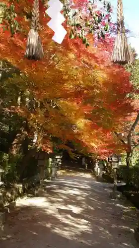 大田神社（賀茂別雷神社境外摂社）の自然