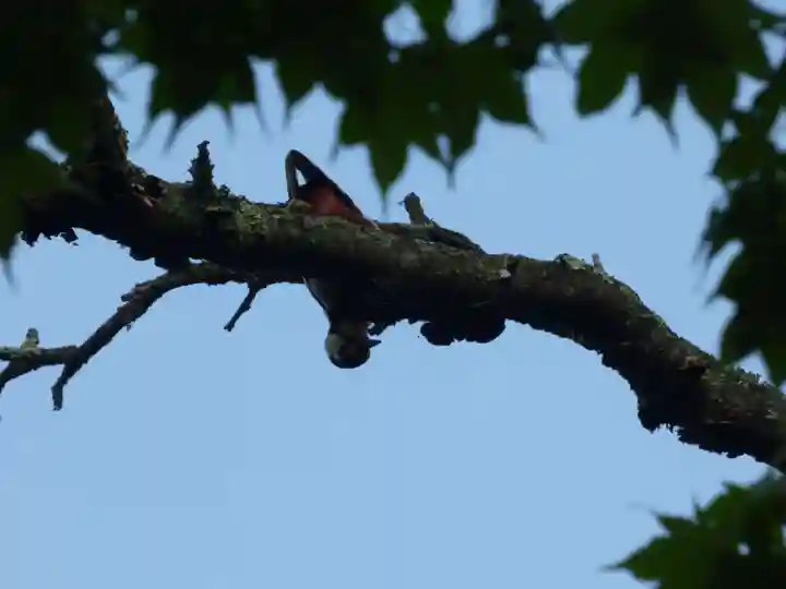 留辺蘂神社の動物