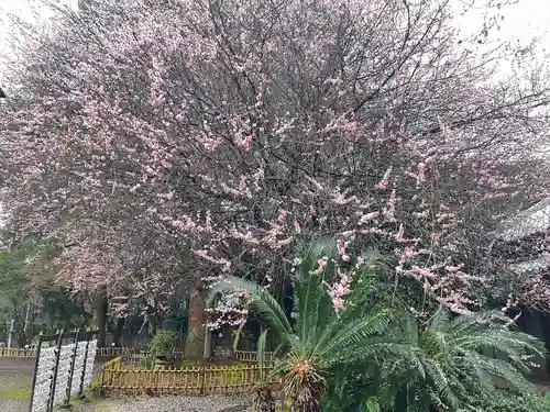 畑子安神社(千葉県)