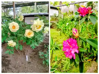 上野東照宮の{uncategorized: "未分類", other: "その他", undefined: "問題あり", building: "その他建物", grave: "お墓", sacred_gate: "鳥居", guardian: "狛犬", statue: "像", buddha: "仏像", history: "歴史", nature: "自然", garden: "庭園", animal: "動物", pagoda: "塔", temizu: "手水舎", mountain_gate: "山門・神門", sanctuary: "本殿・本堂", subordinate: "末社・摂社", art: "芸術", scenery: "景色", jizo: "地蔵", ema: "絵馬", goshuin: "御朱印", omikuji: "おみくじ", items: "授与品その他", amulet: "お守り", goshuincho: "御朱印帳", eats: "食事", festival: "お祭り", votive_dance: "神楽", shichigosan: "七五三参", wedding: "結婚式", experience: "体験その他", initially: "初詣", around: "周辺", anti_infection: "感染症対策"}