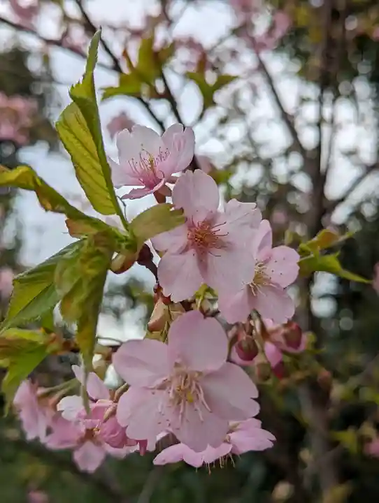 建勲神社(京都府)
