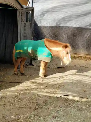 五方山熊野神社の動物