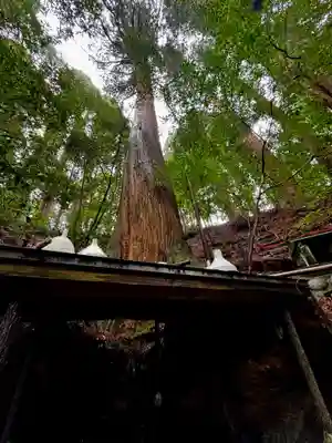 天岩戸神社(宮崎県)