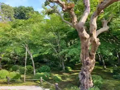 圓光寺(京都府)