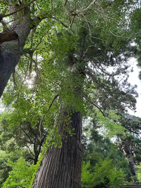 田間神社(千葉県)
