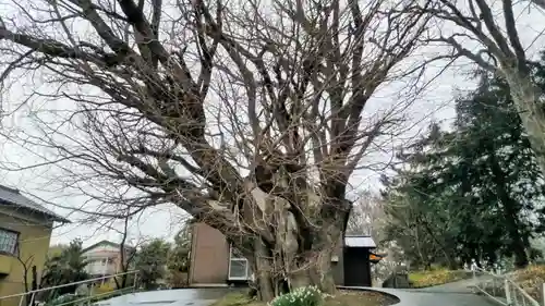 蛟蝄神社門の宮(茨城県)