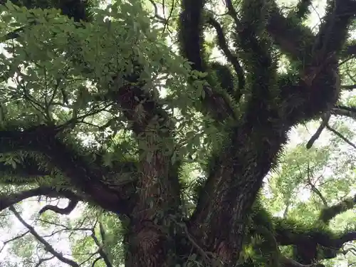 嚴島神社(山口県)