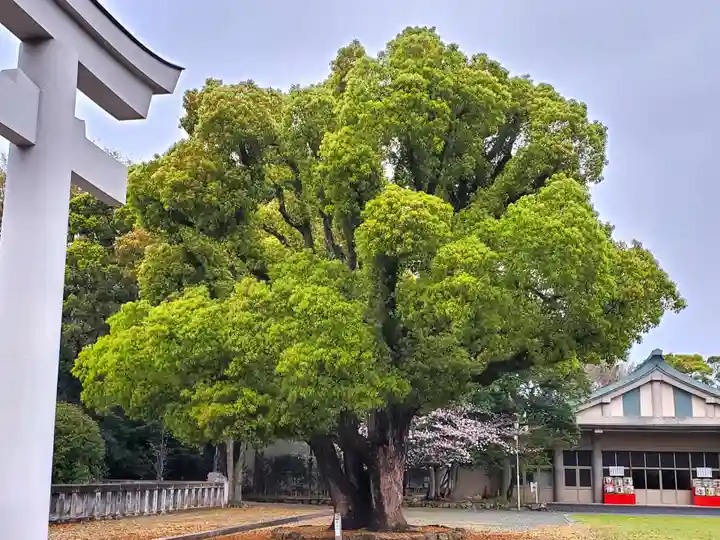福岡縣護國神社の自然
