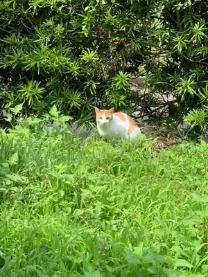 覚性院の動物