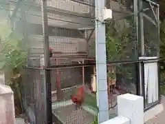 高知大神宮の動物