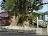 八代神社の{uncategorized: "未分類", other: "その他", undefined: "問題あり", building: "その他建物", grave: "お墓", sacred_gate: "鳥居", guardian: "狛犬", statue: "像", buddha: "仏像", history: "歴史", nature: "自然", garden: "庭園", animal: "動物", pagoda: "塔", temizu: "手水舎", mountain_gate: "山門・神門", sanctuary: "本殿・本堂", subordinate: "末社・摂社", art: "芸術", scenery: "景色", jizo: "地蔵", ema: "絵馬", goshuin: "御朱印", omikuji: "おみくじ", items: "授与品その他", amulet: "お守り", goshuincho: "御朱印帳", eats: "食事", festival: "お祭り", votive_dance: "神楽", shichigosan: "七五三参", wedding: "結婚式", experience: "体験その他", initially: "初詣", around: "周辺", anti_infection: "感染症対策"}