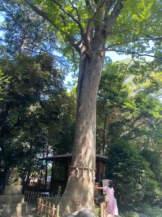 前鳥神社の自然