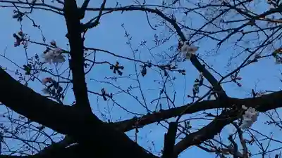旗岡八幡神社の自然