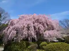 櫻木神社の自然