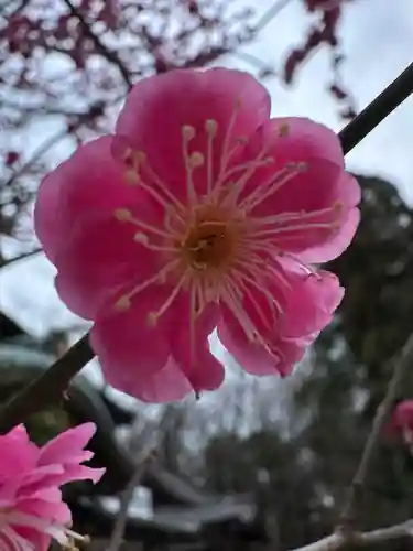 大國魂神社の自然