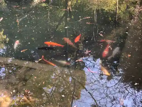 大縣神社の動物