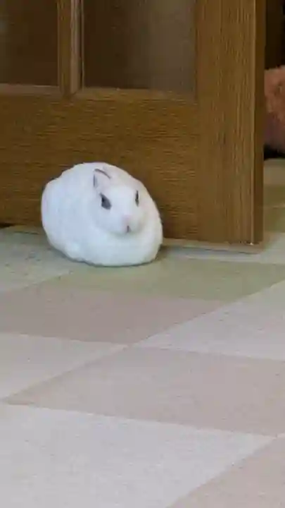 心光寺(大阪府)