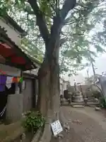 大円寺(新潟県)