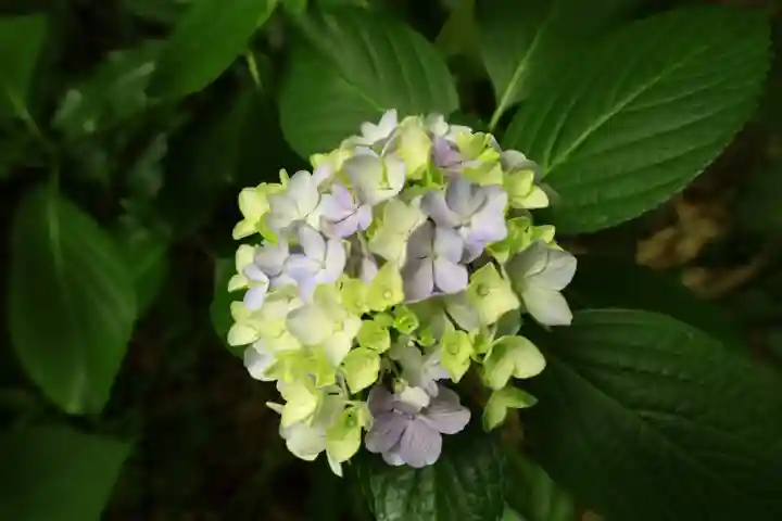 報国寺(神奈川県)